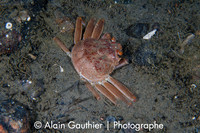 Crabe des neiges