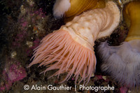Anémone noduleuse