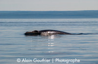 Petit Rorqual