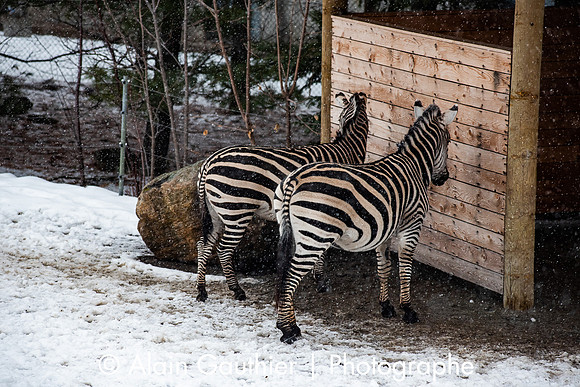 _DSC0199