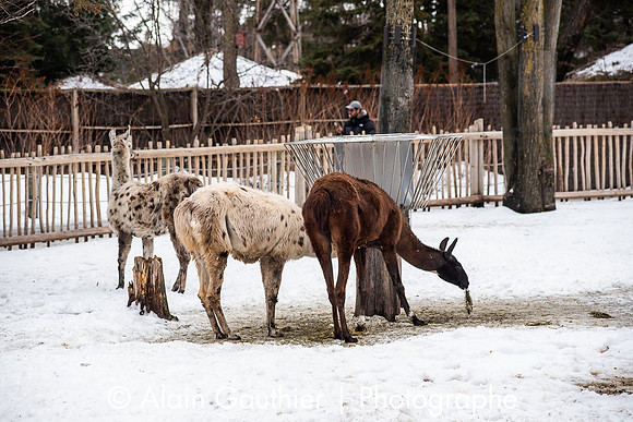 _DSC0156