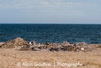 _DSC0009