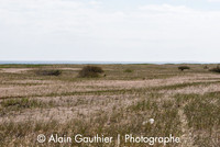 _DSC0006