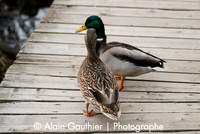 _DSC0064
