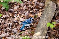 _DSC0027