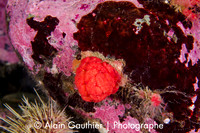 Framboise de mer