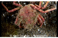 Crabe araignée