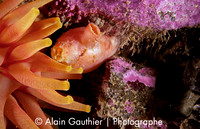 Pêche de mer