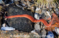 Amphiporus