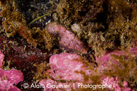 Chiton rouge marbré