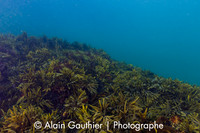Fucus évanescent