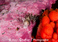 Nudibranche couleur saumon