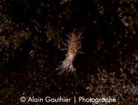 Nudibranche hérissée
