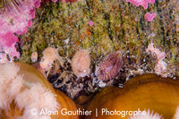 Nudibranche à crinière