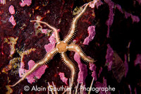 Ophiure épineuse