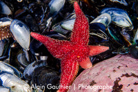 Étoile de mer commune