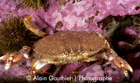 Crabe commun