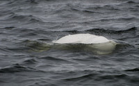 _DSC0059