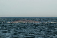 DSC_0036 (2)