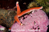 Étoile de mer sanguignolente