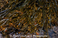 Ascophylle noueuse
